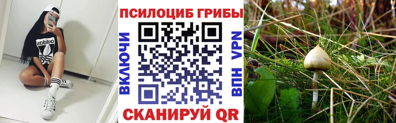 Псилоцибиновые грибы Cubensis  блэк спрут tor  Ярославль 